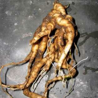 Mandrake (Mandragora officinarum)
