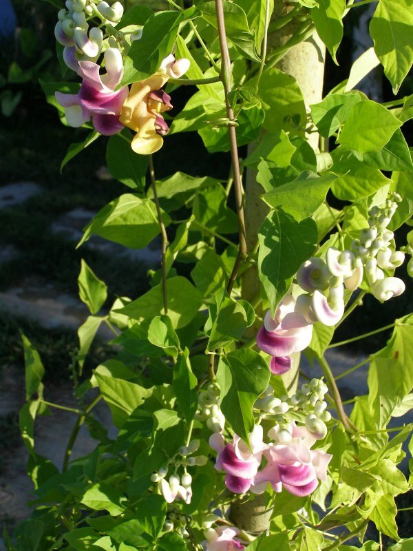 Corkscrew Vine (Cochliasanthus caracalla)