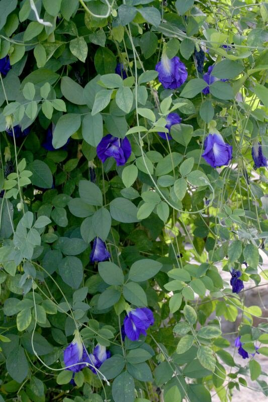 Butterfly Pea (Clitoria ternatea)
