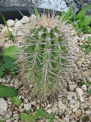 Saguaro (Carnegiea gigantea)