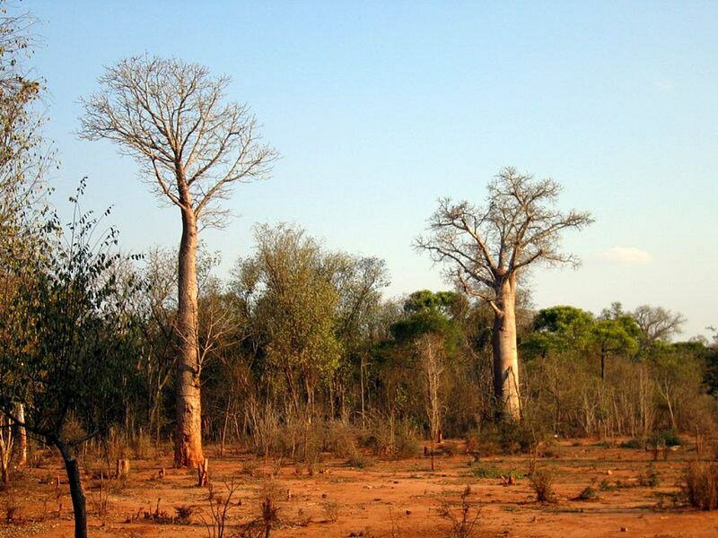Za baobab (Adansonia za)