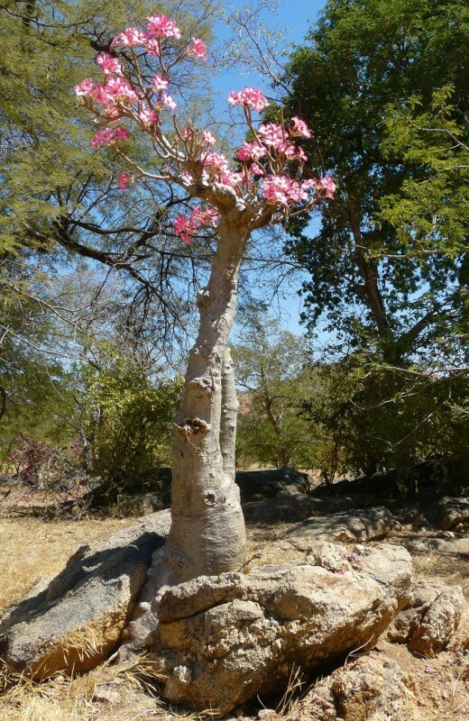 Desert Rose (Adenium obesum)