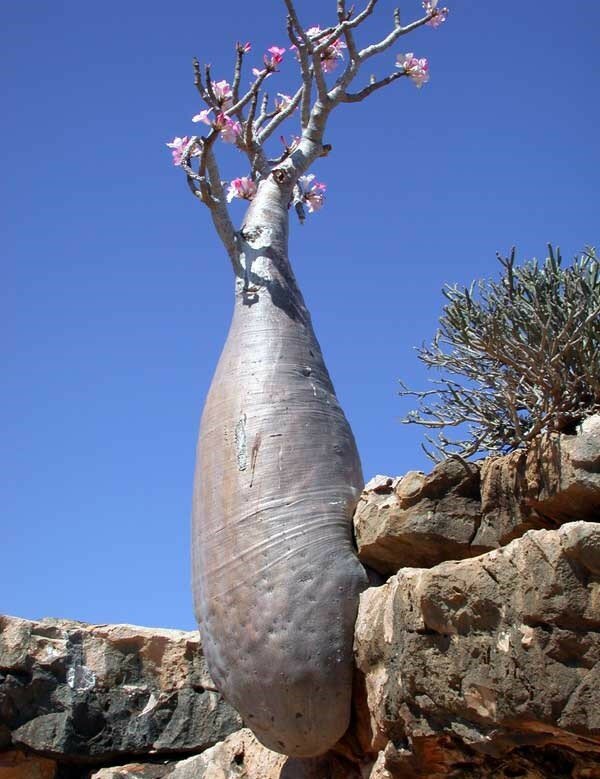 Desert Rose (Adenium obesum)