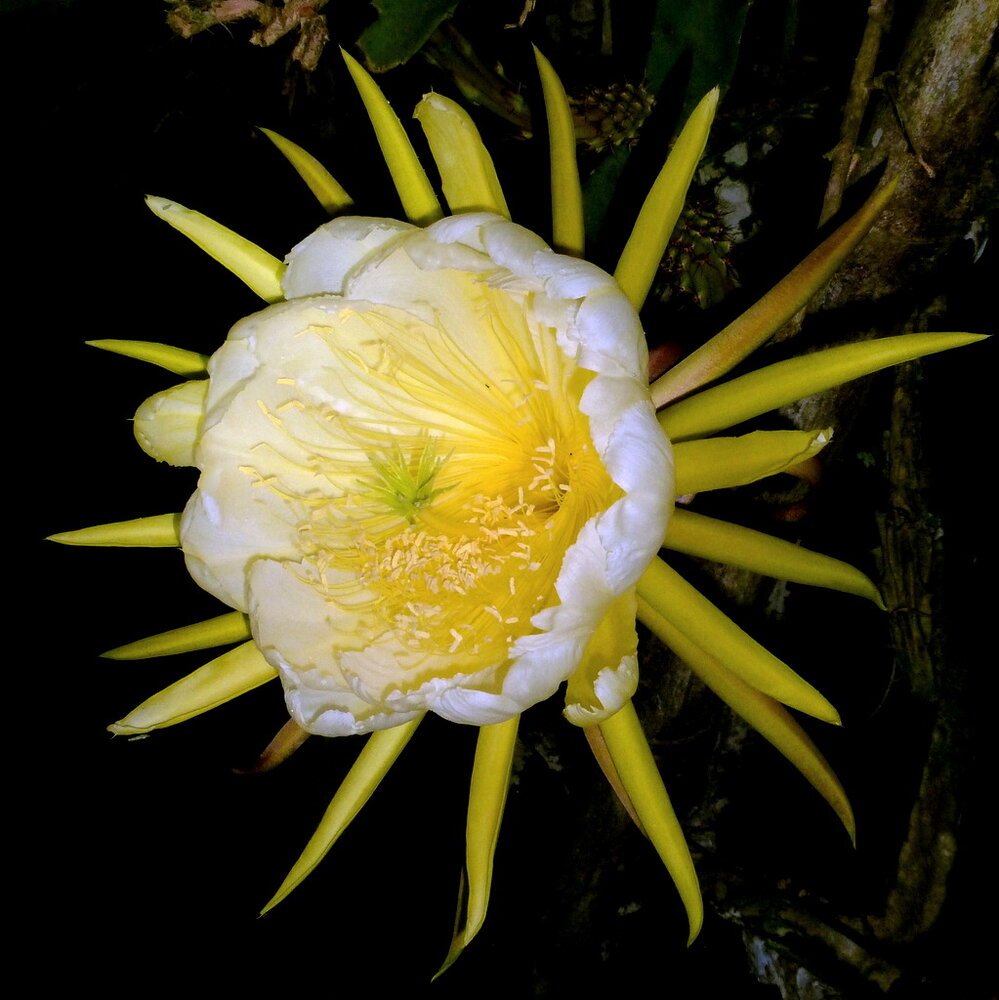 Yellow pitahaya (Hylocereus megalanthus)