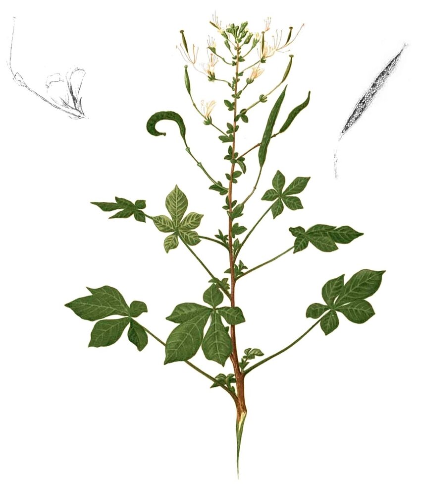 African Spider Flower (Cleome gynandra)