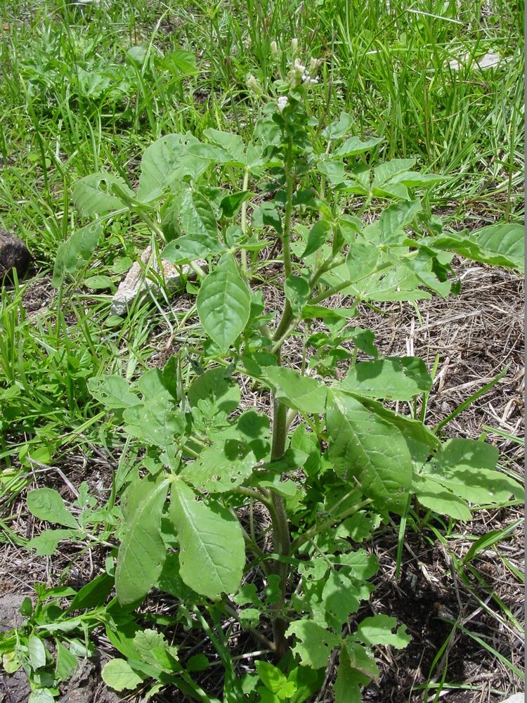 African Spider Flower (Cleome gynandra)