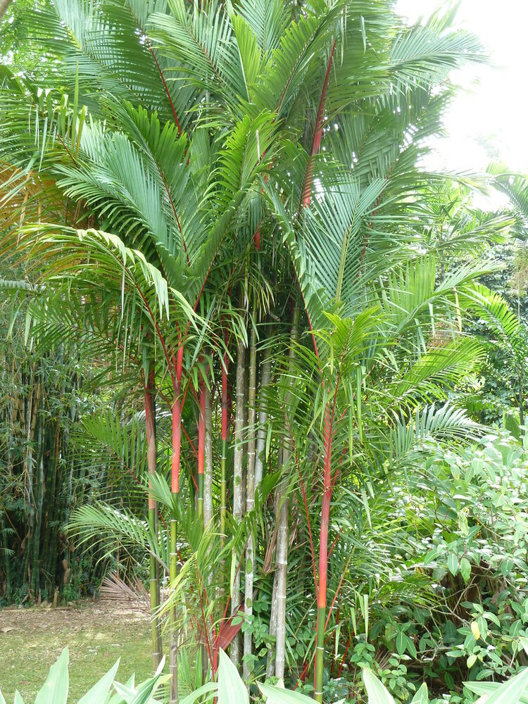 Lipstick Palm (Cyrtostachys renda)