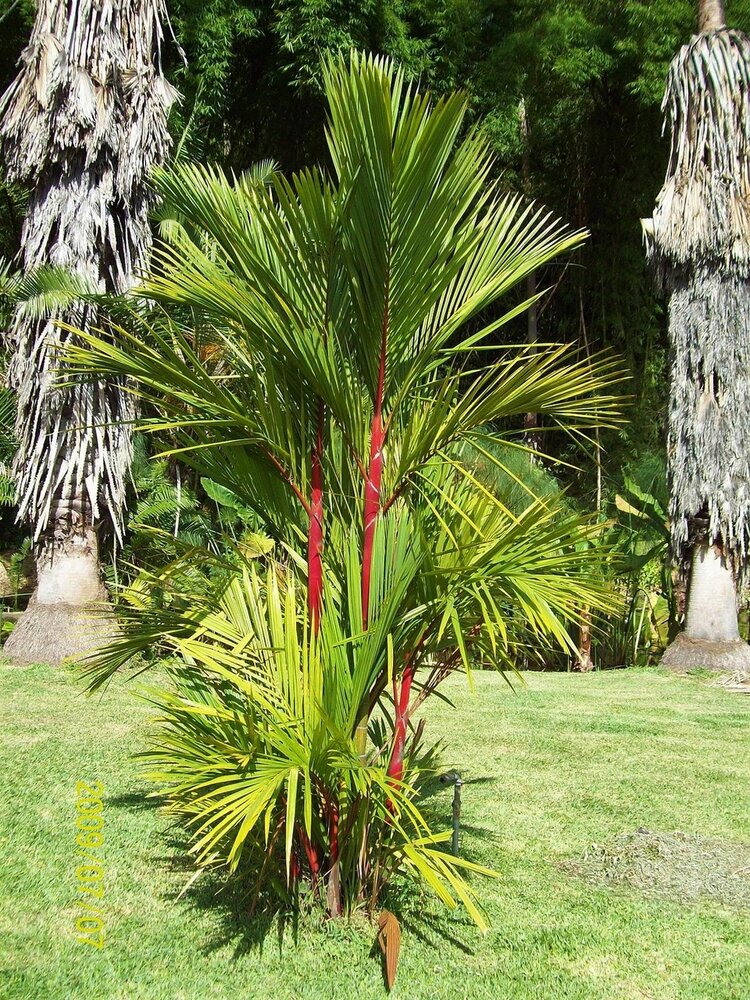 Lipstick Palm (Cyrtostachys renda)