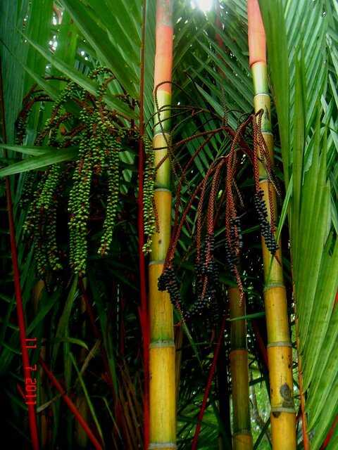 Lipstick Palm (Cyrtostachys renda)