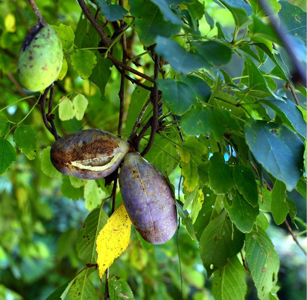 Threeleaf Akebia (Akebia trifoliata)