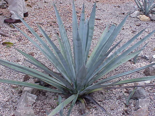 Tequila Agave (Agave tequilana)
