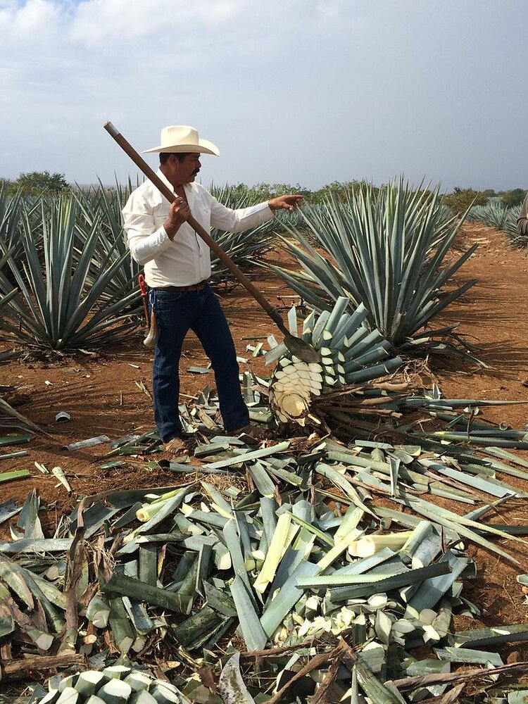Tequila Agave (Agave tequilana)