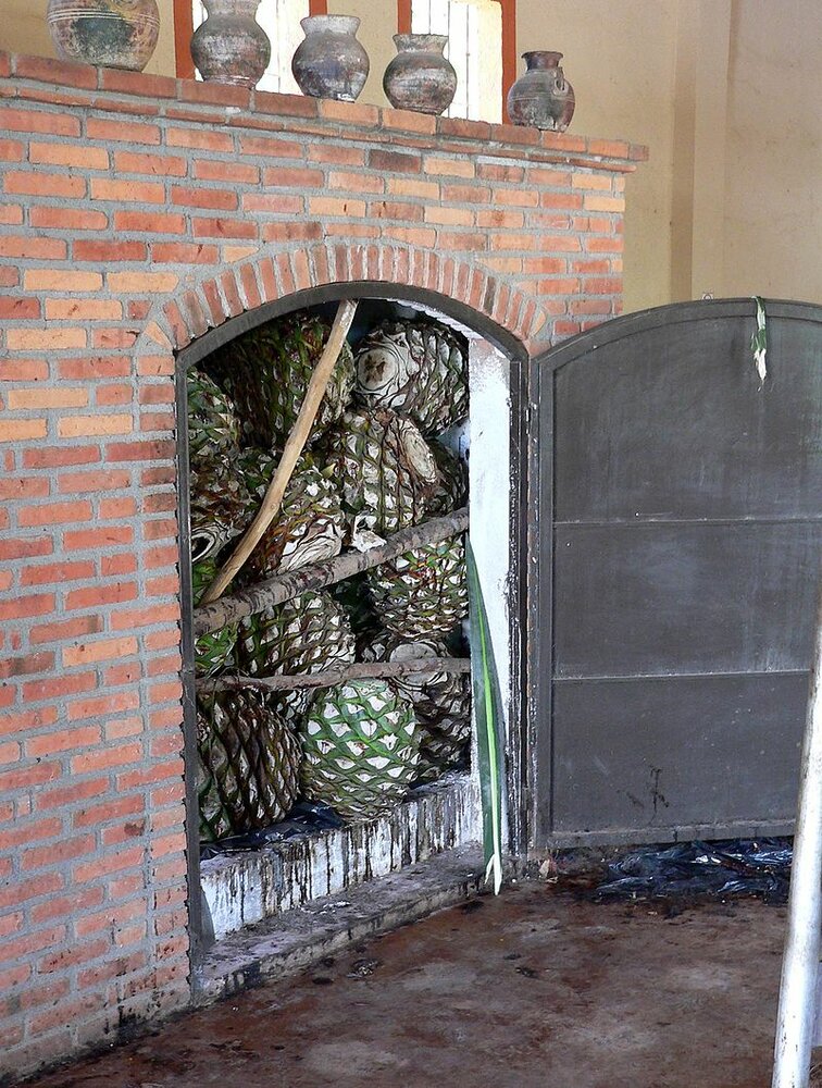 Tequila Agave (Agave tequilana)