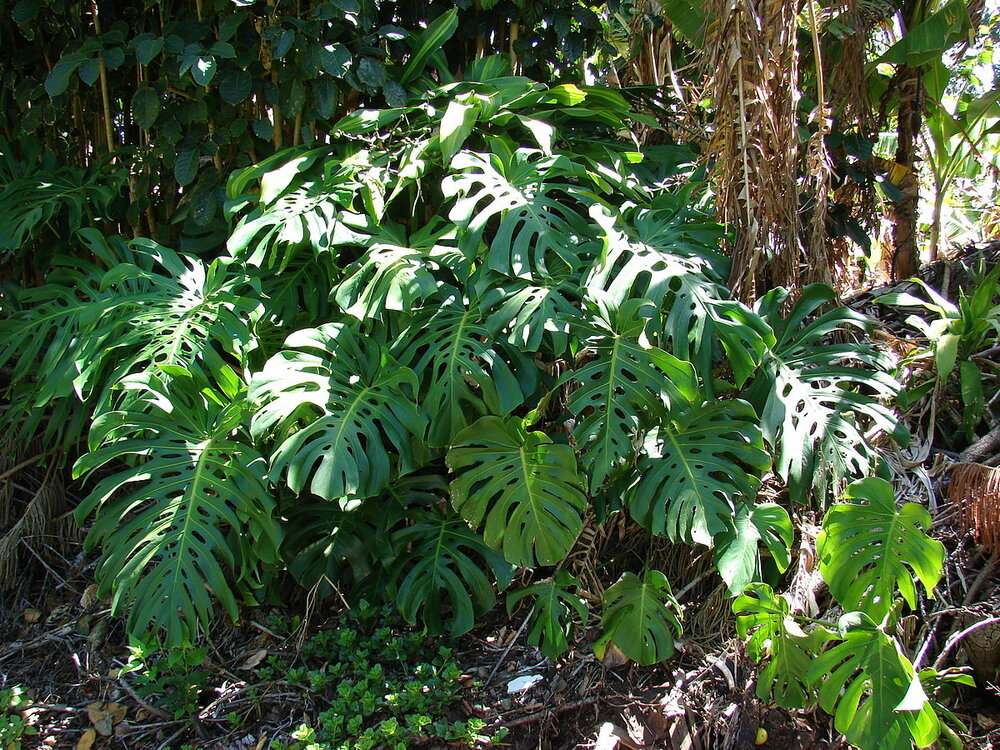 Cheese Plant (Monstera deliciosa)