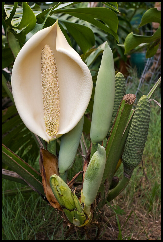 Cheese Plant (Monstera deliciosa)
