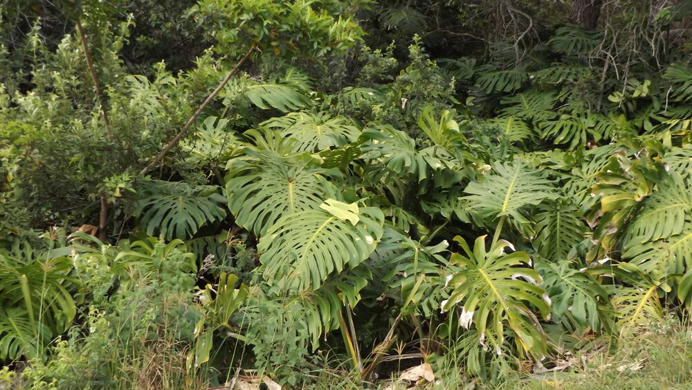 Cheese Plant (Monstera deliciosa)