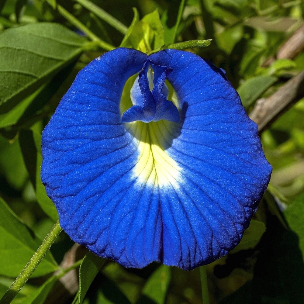 Butterfly Pea (Clitoria ternatea)
