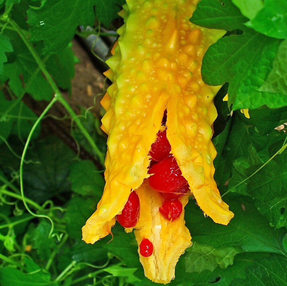 Bittermelon (Momordica charantia)