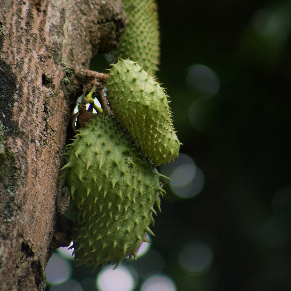 Soursop (Annona muricata)