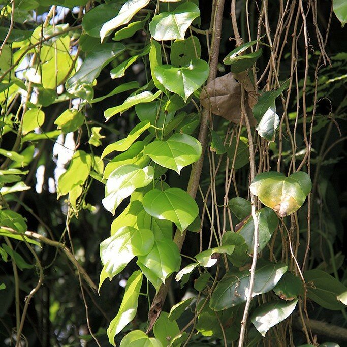 Javan Cucumber (Alsomitra macrocarpa)