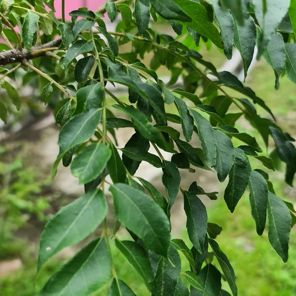 Curry Tree (Murraya koenigii)