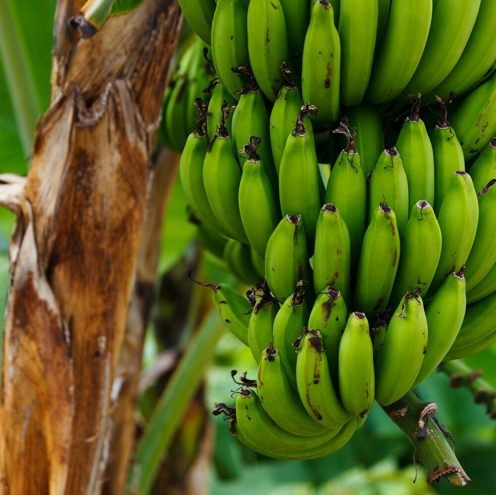 Plantain Banana (Musa x paradisiaca)