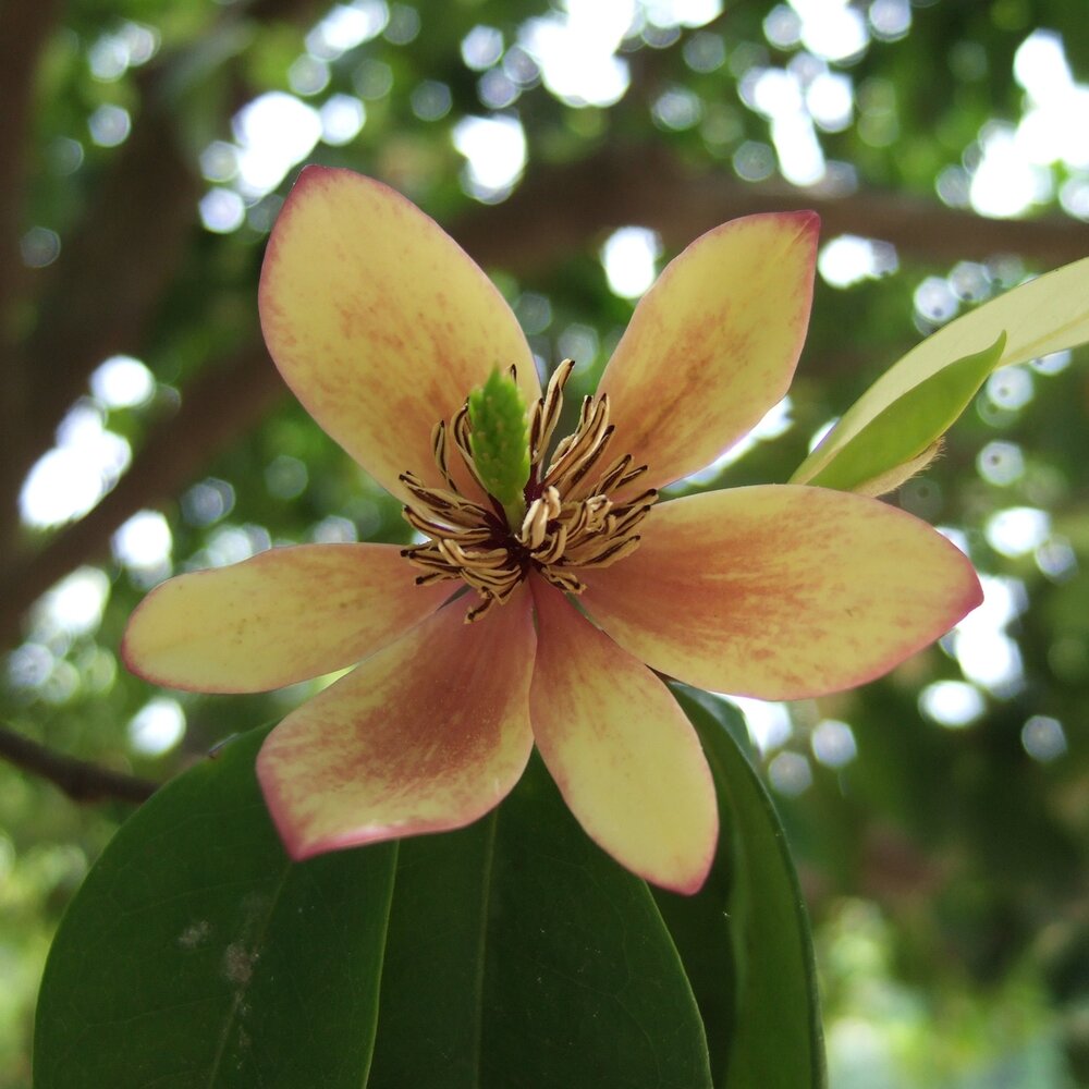 Banana Shrub (Magnolia figo)