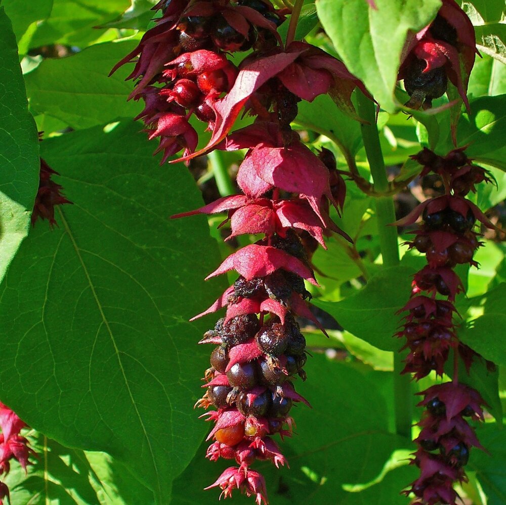 Himalayan Honeysuckle (Leycesteria formosa)