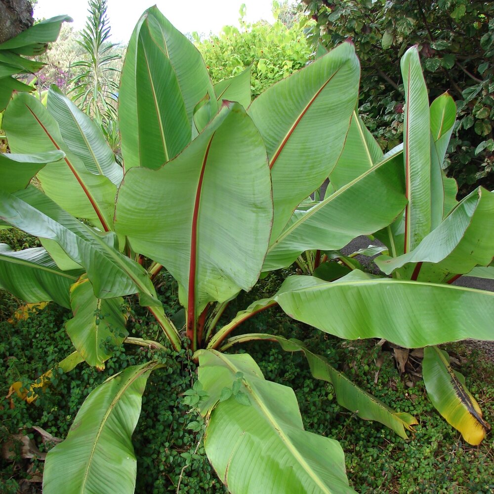 Ethiopian Banana (Ensete ventricosum)
