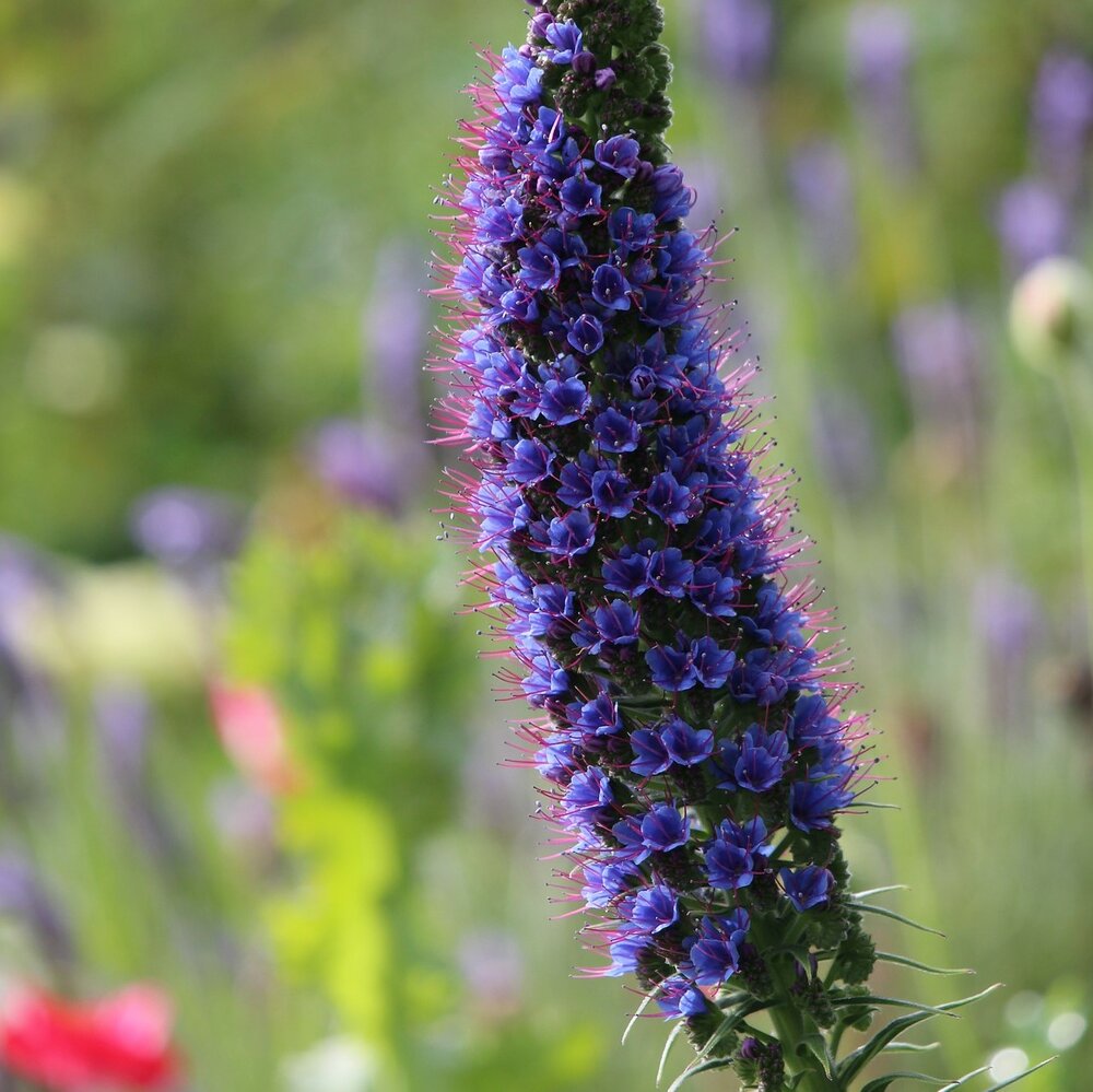 Pride of Madeira (Echium fastuosum)