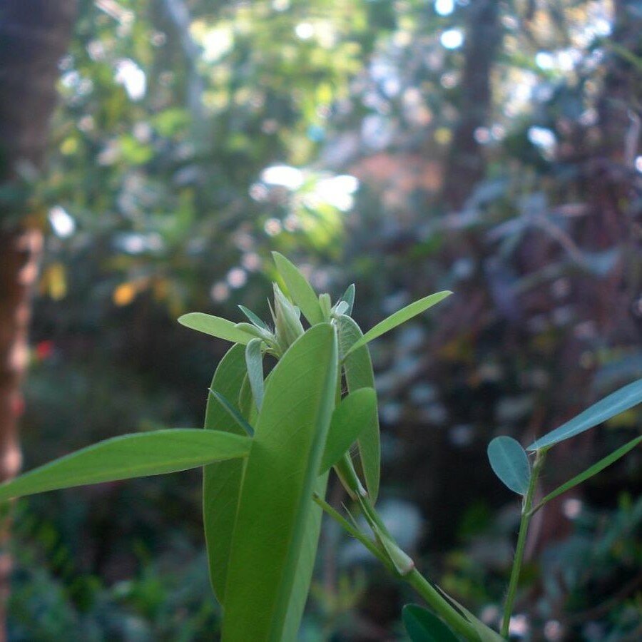 Telegraph Plant (Desmodium gyrans)
