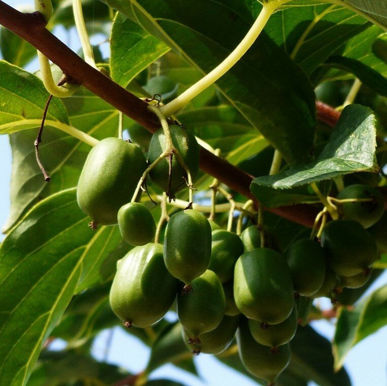 Mini Kiwi (Actinidia arguta 'Issai')