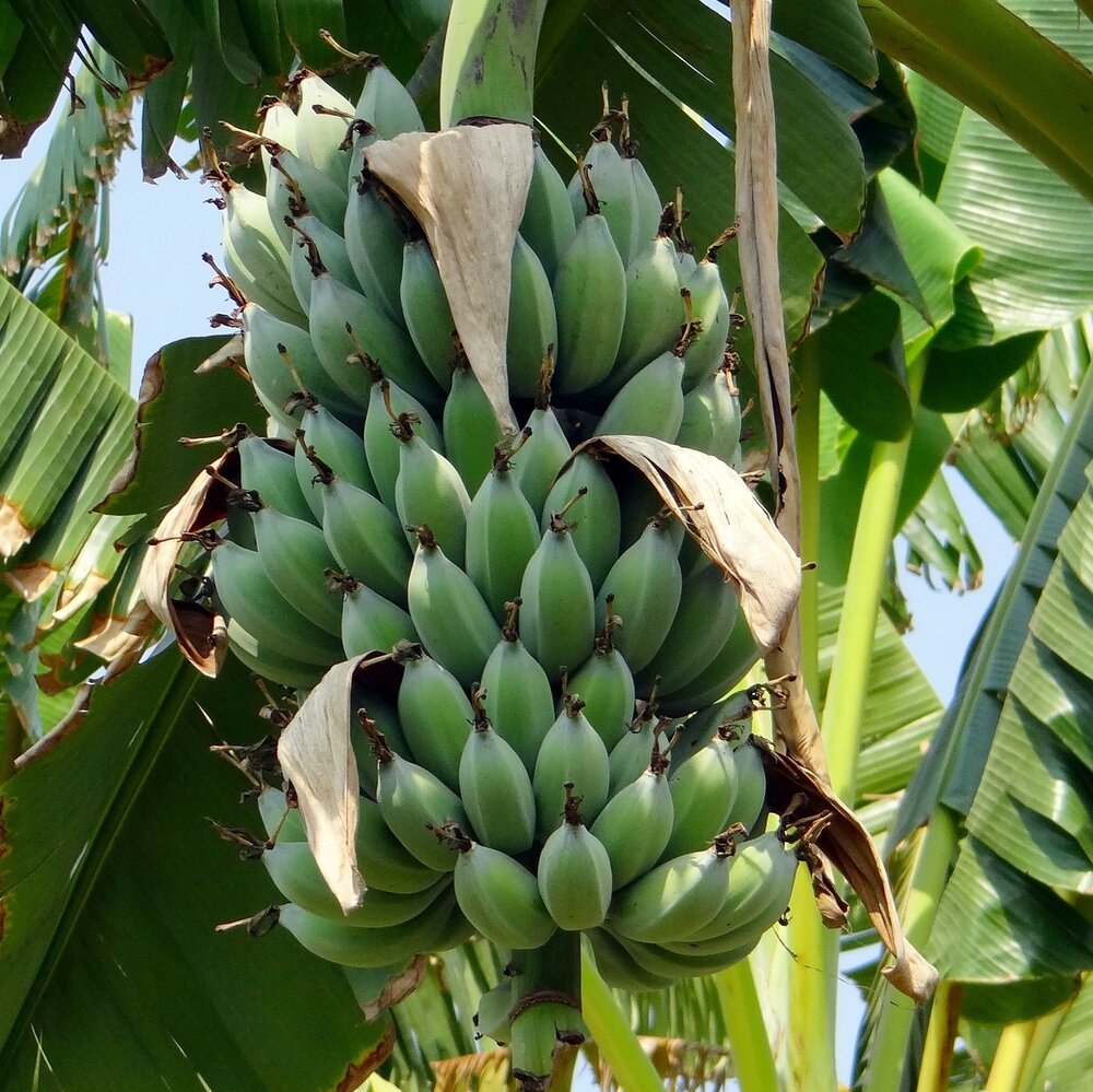 Dwarf Banana (Musa acuminata)