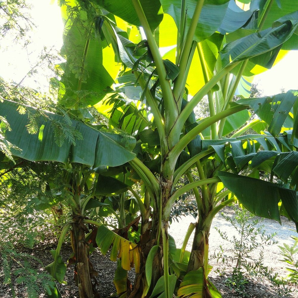 Red-striped Darjeeling Banana (Musa sikkimensis 'Red Flash')