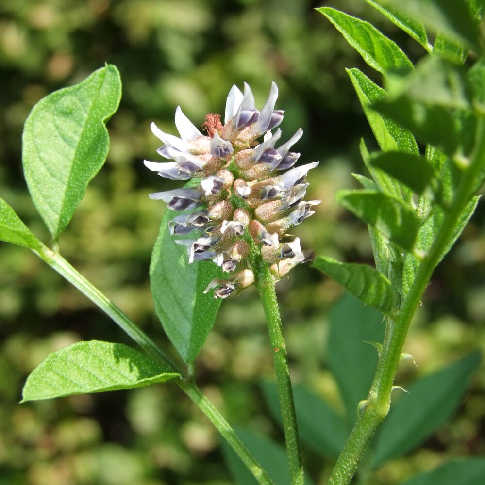 Liquorice (Glycyrrhiza glabra)