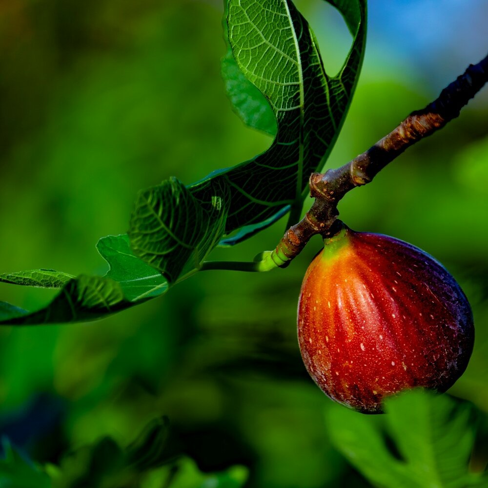 Common Fig (Ficus carica)