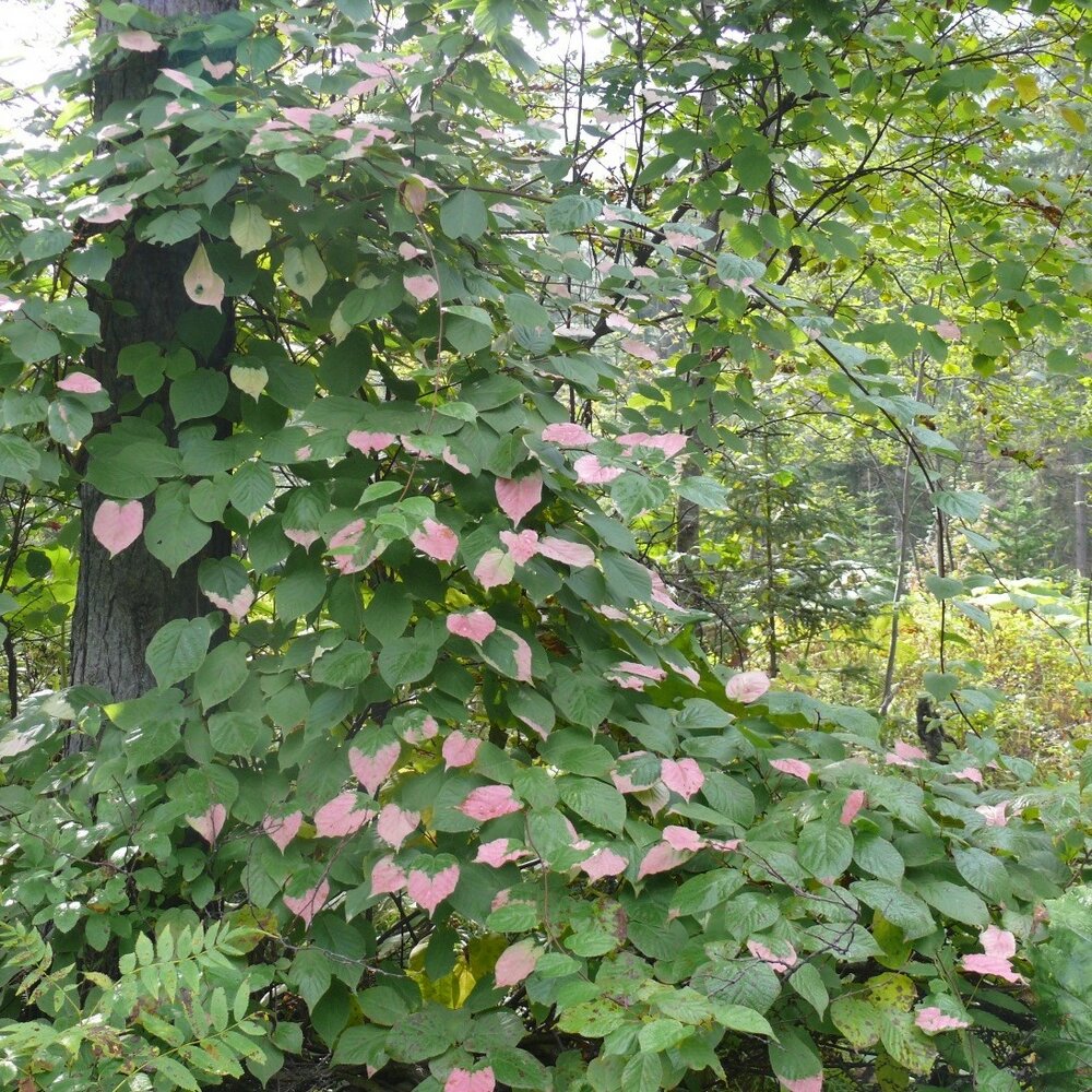 Siberian Kiwi (Actinidia kolomikta)