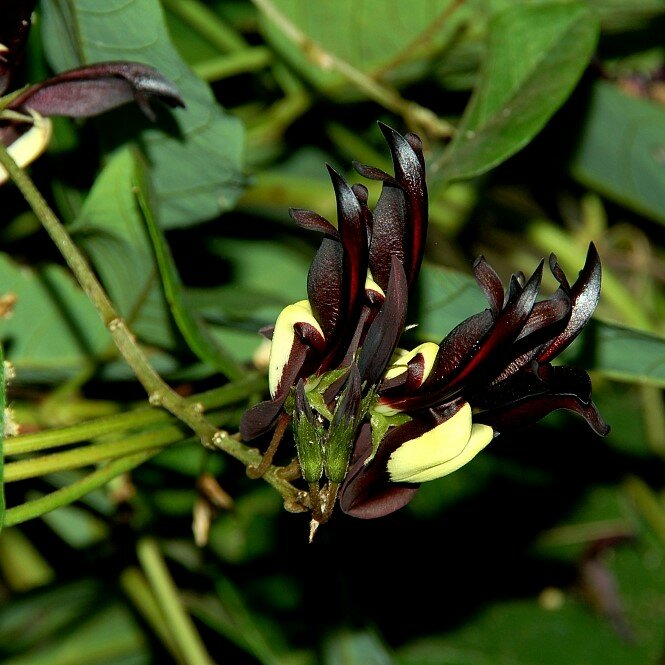 Black Coral Pea (Kennedia nigricans)