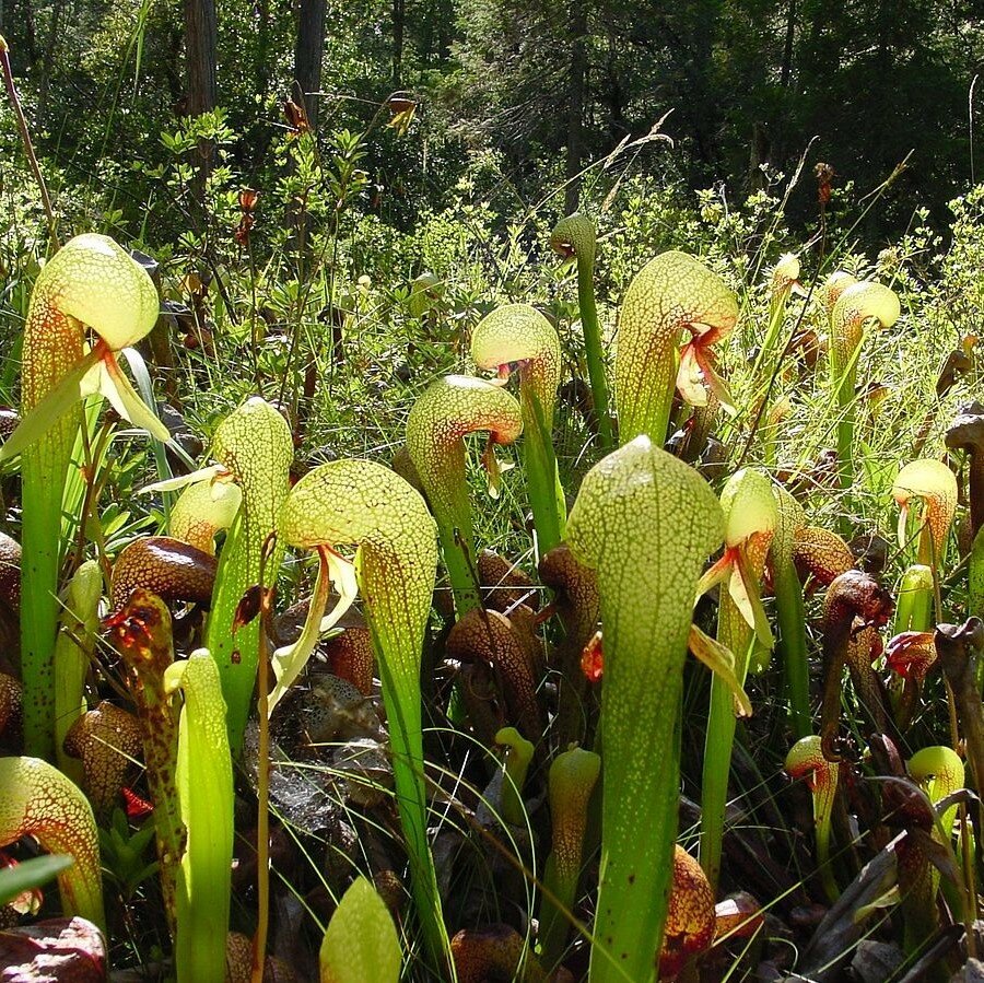 Cobra Lily (Darlingtonia californica)