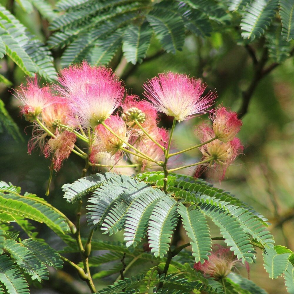 Persian Silk Tree (Albizia julibrissin 'E.H. Wilson')