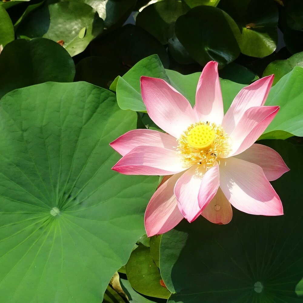 Indian Lotus (Nelumbo nucifera)
