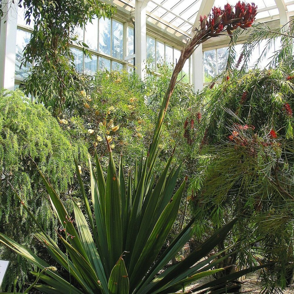 Giant Spear Lily (Doryanthes palmeri)