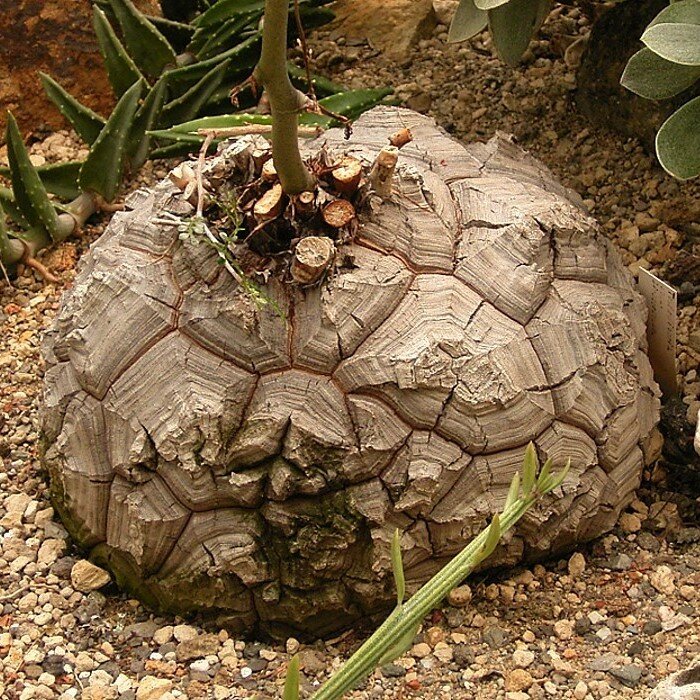 Elephant's Foot Yam (Dioscorea elephantipes)