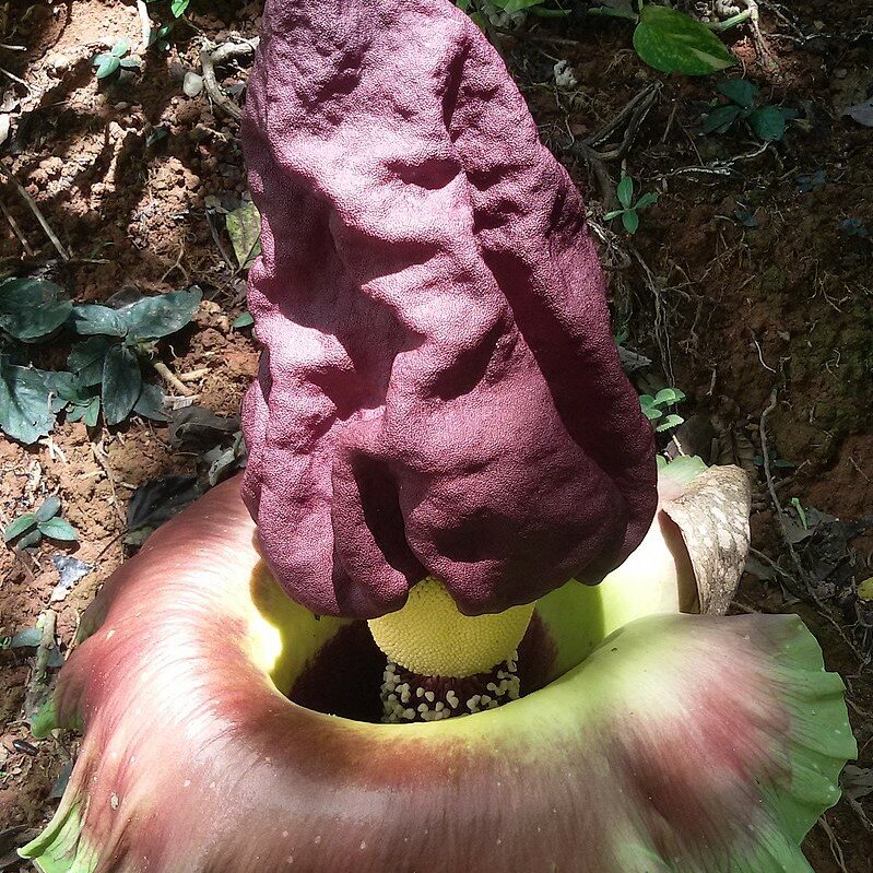 Elephant Yam (Amorphophallus paeoniifolius)