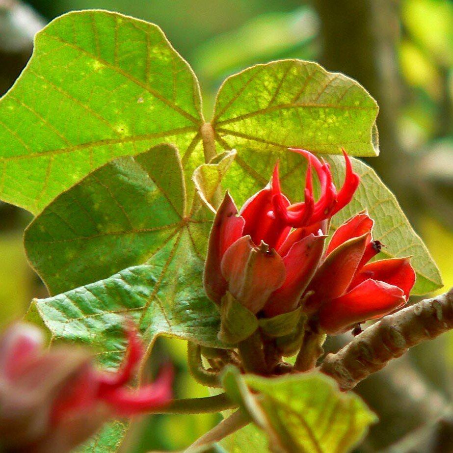 Monkey's Hand Tree (Chiranthodendron pentadactylon)