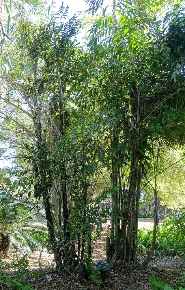Fishtail Palm (Caryota mitis)