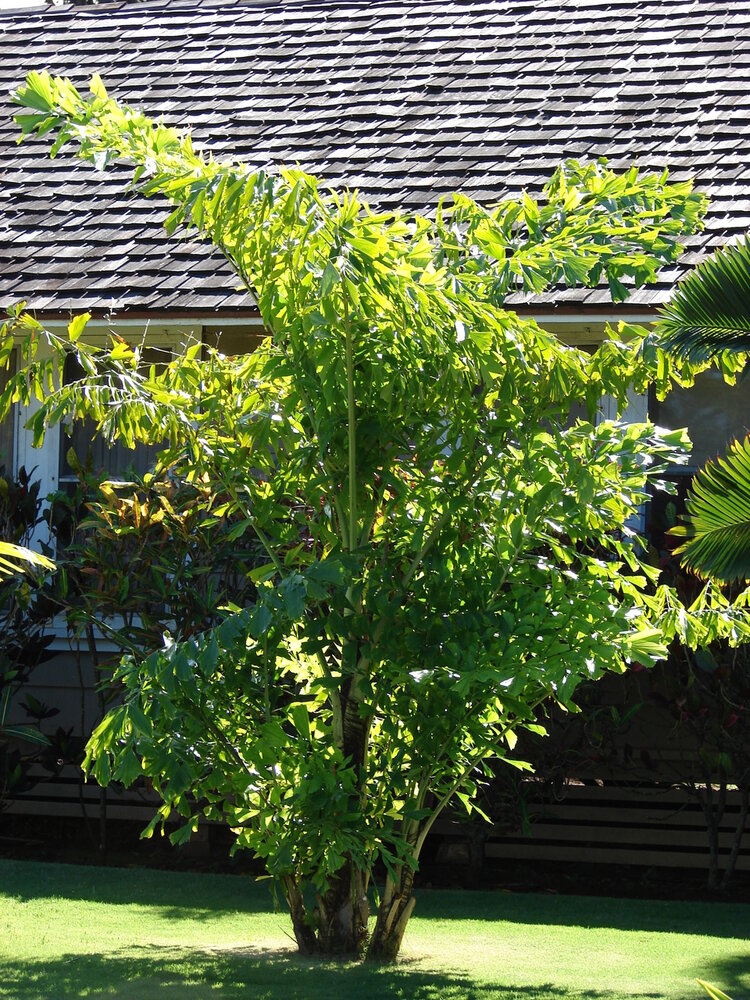 Fishtail Palm (Caryota mitis)