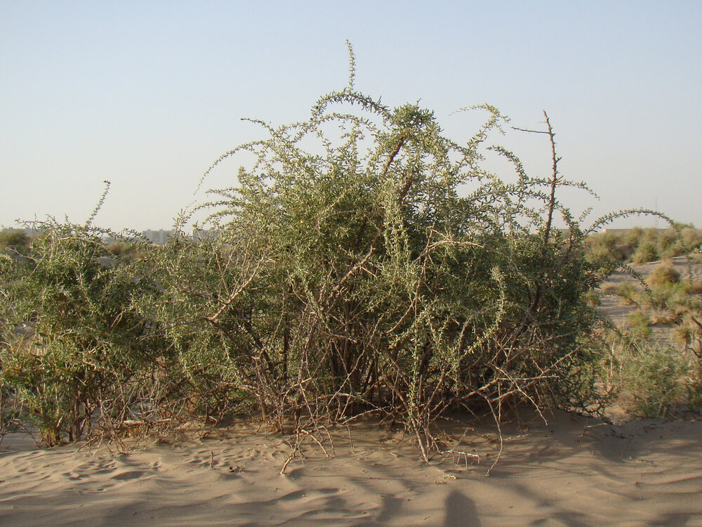 Black Gojiberry (Lycium ruthenicum)