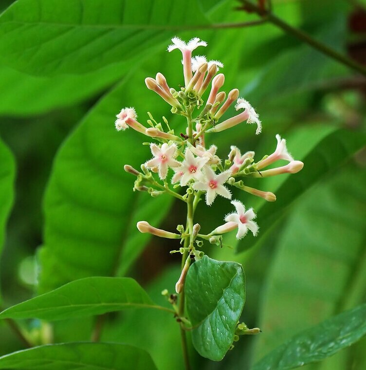 Red cinchona (Cinchona pubescens)
