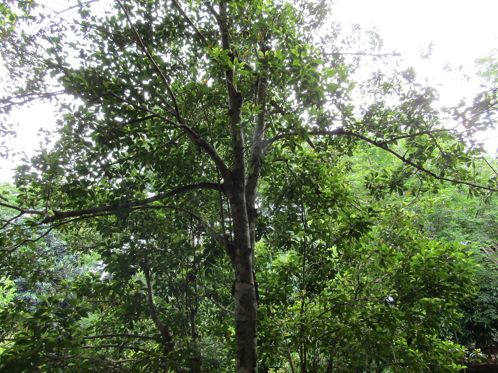 Clove (Syzygium aromaticum)